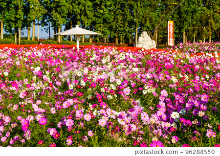 Ariakenomori Flower Park Cosmos [長崎縣島原市] 96288550