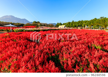 Ariakenomori Flower Park Salvia [Shimabara City, Nagasaki Prefecture] 96288598