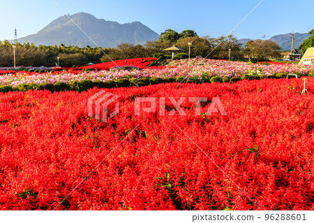 Ariakenomori Flower Park Salvia [長崎縣島原市] 96288601
