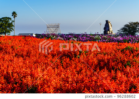 Ariakenomori Flower Park Salvia [Shimabara City, Nagasaki Prefecture] 96288602