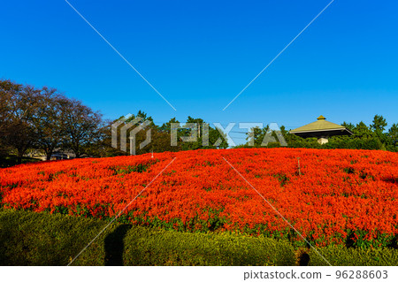 Ariakenomori Flower Park Salvia [長崎縣島原市] 96288603