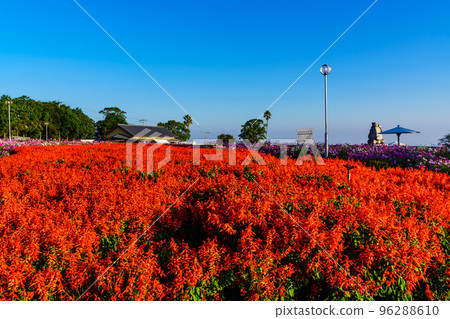 Ariakenomori Flower Park Salvia [長崎縣島原市] 96288610