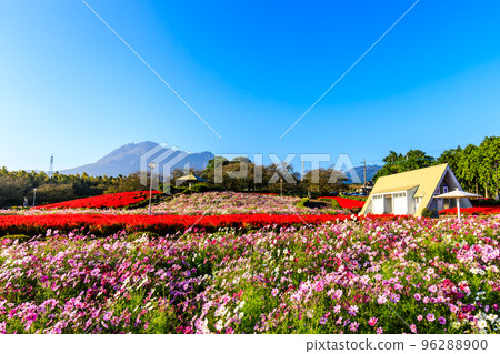 有明森花卉公園的丹參和大波斯菊 [長崎縣島原市] 96288900