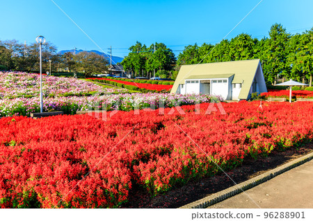 有明森花卉公園的丹參和大波斯菊 [長崎縣島原市] 96288901