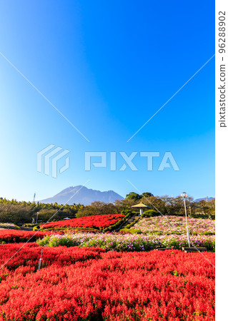 有明森花卉公園的丹參和大波斯菊 [長崎縣島原市] 96288902