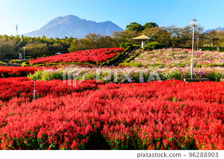 Salvia and Cosmos in Ariakenomori Flower Park [Shimabara City, Nagasaki Prefecture] 96288903
