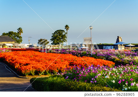 Salvia and Cosmos in Ariakenomori Flower Park [Shimabara City, Nagasaki Prefecture] 96288905