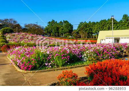 有明森花卉公園的丹參和大波斯菊 [長崎縣島原市] 96288933