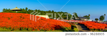 有明之森花卉公園的丹參和波斯菊全景[長崎縣島原市] 96288935