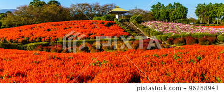 Salvia and Cosmos Panorama of Ariake no Mori Flower Park [Shimabara City, Nagasaki Prefecture] 96288941