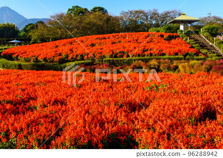 Salvia and Cosmos in Ariakenomori Flower Park [Shimabara City, Nagasaki Prefecture] 96288942