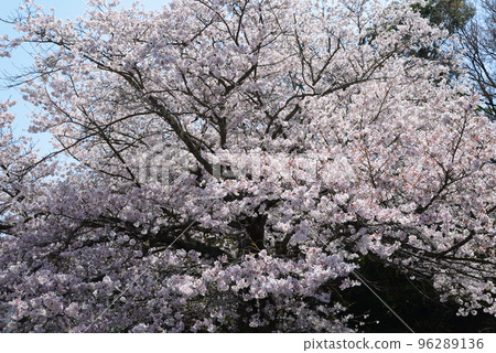 We went to see the cherry blossoms at Nishiyama Park #109 96289136