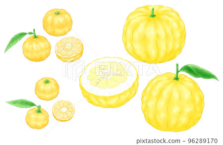 柚子（本柚子）、花柚子（一葉柚子）和石獅柚子（鬼柚子） 96289170