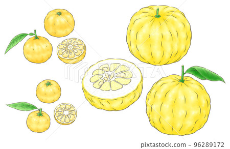Yuzu (real yuzu), flower yuzu (one-year-old yuzu) and lion yuzu (oni yuzu), 1 color line 96289172