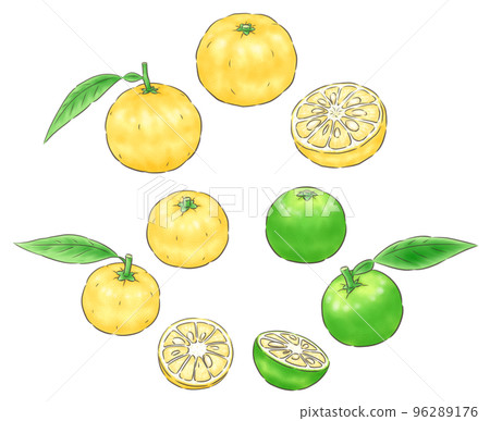 Yuzu (real yuzu), blue yuzu and flower yuzu (1 - Stock