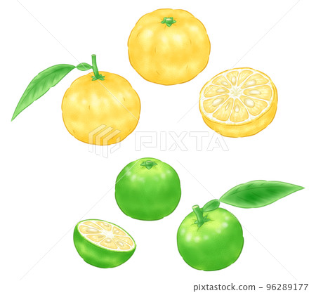 柚子(本柚子)和藍柚子 柚子(本柚子)和藍柚子 96289177