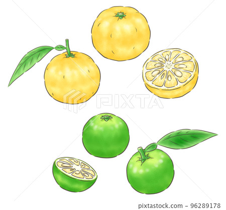 Yuzu ♡ Yuzu (real yuzu) and blue yuzu, one color - Stock Illustration