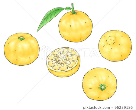 Yuzu (genuine yuzu), wire, 1 color - Stock Illustration [96289186