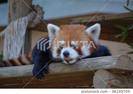 Zoo  96289709