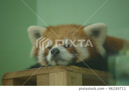 一個動物園 96289711