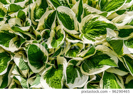 Brilliant white and green giboshi leaves 96290465