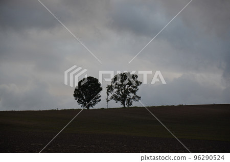 Biei Hokkaido parent-child tree Biei Hokkaido parent-child tree 96290524