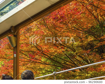 Open-deck cable car running through autumn leaves / Kobe, Japan 96290680