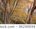 Beech forest 96290694