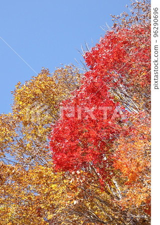 Burning Autumn 96290696