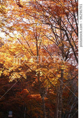 燃燒秋天2 96290701