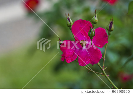 Roses in Utsubo Park, Osaka with morning dew Roses in Utsubo Park, Osaka with morning dew 96290990