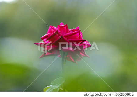 帶晨露的大阪韌公園玫瑰（瑪麗亞·卡拉斯） 96290992