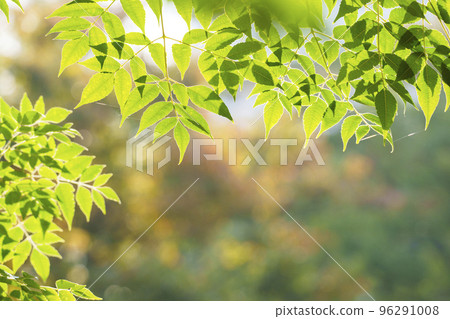 葉子對光透明 96291008