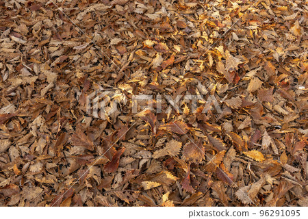 Fallen leaves Fallen leaves 96291095