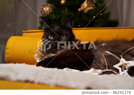 Black maine coon cat lies on sofa with gurland against background of Christmas tree. 96291179