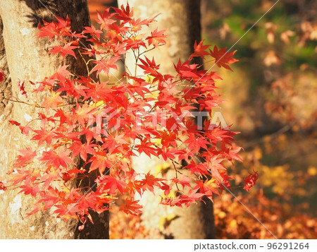 Bright red autumn leaves Bright red autumn leaves 96291264