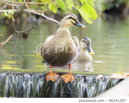 Ducks who posed in the river Ducks who posed in the river 96291267