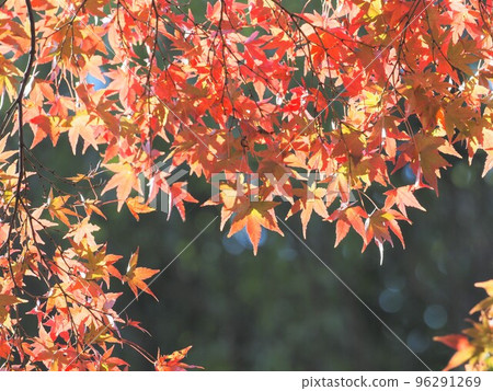 bright red autumn leaves in the sun bright red autumn leaves in the sun 96291269