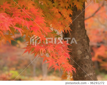 Colorful autumn leaves 96291272