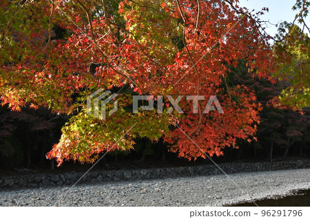 奈久御手洗紅葉 96291796