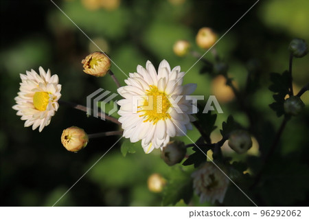 開花在日本秋天庭院裡的白色浪花菊花 96292062