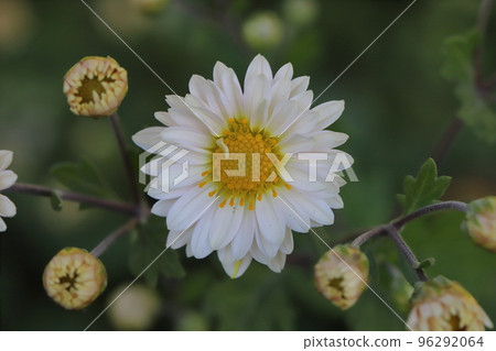 開花在日本秋天庭院裡的白色浪花菊花 96292064