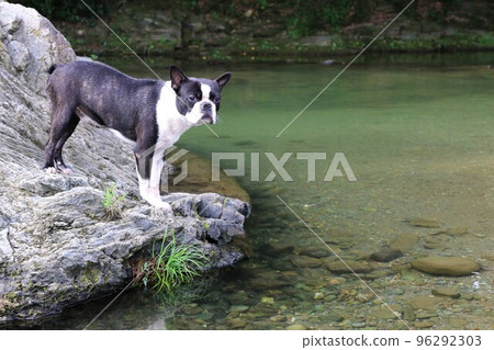 A popular spot for playing in the river, Mighty-kun, a Boston Terrier looking cute from the rocks of the Tokigawa River in Tokigawa Town♡ A popular spot for playing in the river, Mighty-kun, a Boston Terrier looking cute from the rocks of the Tokigawa River in Tokigawa Town♡ 96292303