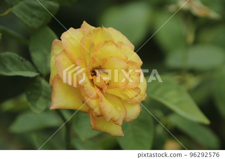 Arao City Ominous Citizen Flower Bed Rose Flower, Arao City Ominous Citizen Flower Bed Rose Flower, 96292576