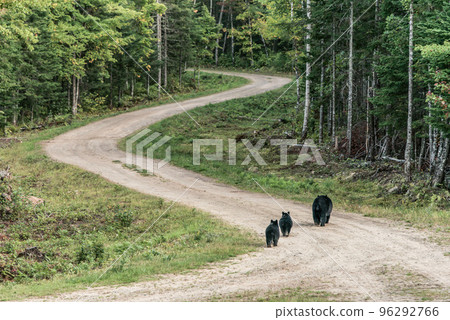 Black Bear mother and baby cubs walking away summer time, Acadieville New Brunswick Canada 96292766