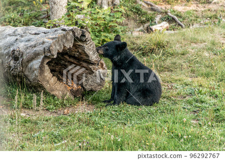 Black Bear mother and baby cub summer time, Acadieville New Brunswick Canada 96292767