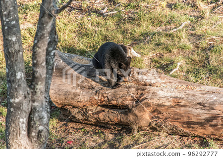 Black Bear mother and baby cub climbing in a tree top summer time, Acadieville New Brunswick Canada 96292777
