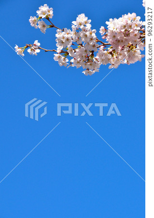 青空吉野櫻花樹 青空吉野櫻花樹 96293217