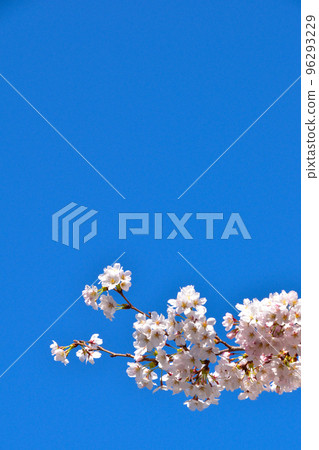 青空吉野櫻花樹 96293229