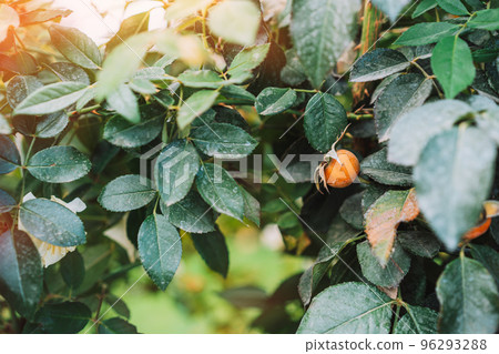 Background outdoor rosehip branch with ripe berries 96293288